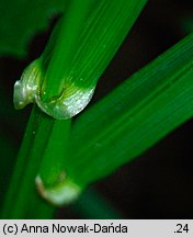 Festuca gigantea