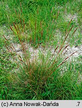 Festuca macutrensis