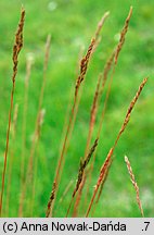 Festuca macutrensis