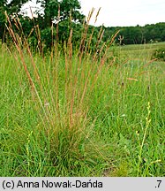 Festuca macutrensis