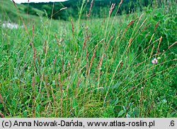 Festuca macutrensis