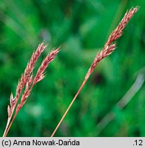 Festuca macutrensis