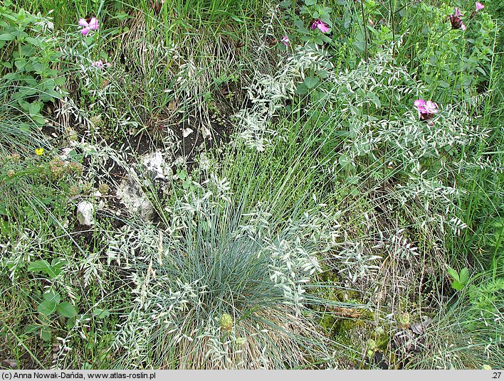 Festuca pallens (kostrzewa blada)