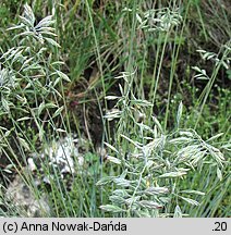 Festuca pallens (kostrzewa blada)