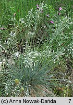 Festuca pallens (kostrzewa blada)