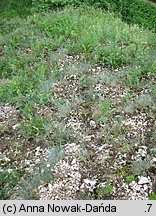 Festuca pallens (kostrzewa blada)