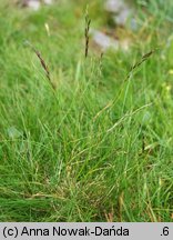 Festuca picta (kostrzewa barwna)