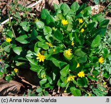 Ficaria nudicaulis (ziarnopłon kusy)