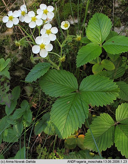 Fragaria moschata (poziomka wysoka)