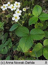 Fragaria moschata (poziomka wysoka)