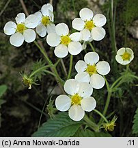 Fragaria moschata (poziomka wysoka)