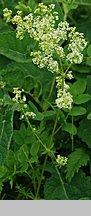 Galium album (przytulia biała)