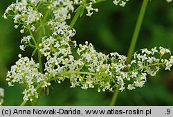 Galium album (przytulia biała)