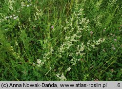 Galium album (przytulia biała)