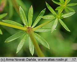 Galium album (przytulia biała)