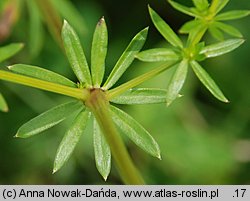 Galium album (przytulia biała)