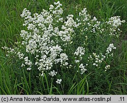 Galium boreale (przytulia północna)