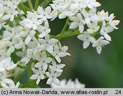 Galium boreale (przytulia północna)