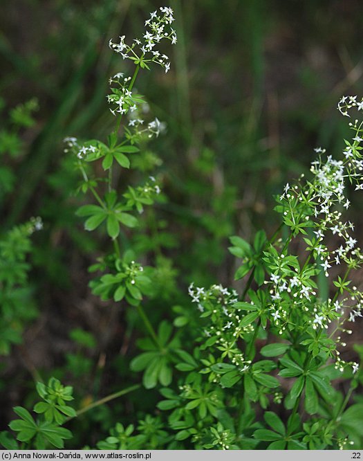 Galium mollugo s.str. (przytulia pospolita s.str.)