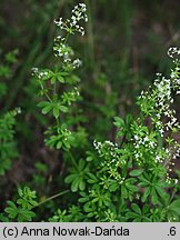 Galium mollugo s.str. (przytulia pospolita s.str.)