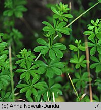 Galium mollugo s.str. (przytulia pospolita s.str.)