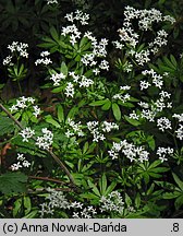 Galium odoratum (przytulia wonna)