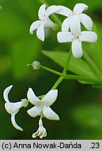 Galium odoratum (przytulia wonna)