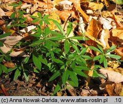 Galium odoratum (przytulia wonna)