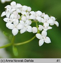 Galium palustre (przytulia błotna)