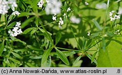 Galium palustre (przytulia błotna)