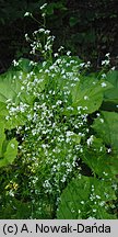 Galium palustre (przytulia błotna)