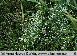 Galium palustre (przytulia błotna)