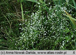 Galium palustre (przytulia błotna)