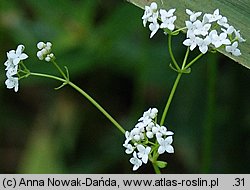 Galium palustre (przytulia błotna)