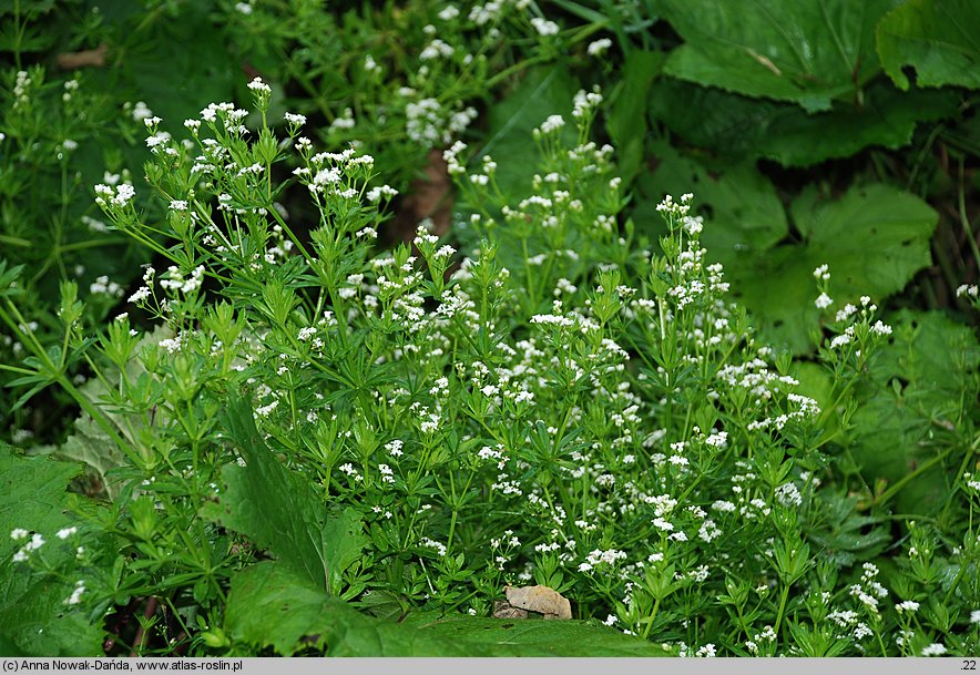 Galium rivale (przytulia lepczyca)