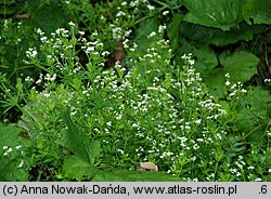 Galium rivale (przytulia lepczyca)