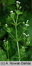 Galium rivale (przytulia lepczyca)