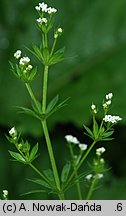 Galium rivale (przytulia lepczyca)