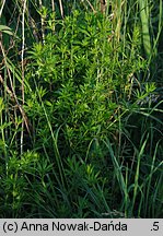 Galium rivale (przytulia lepczyca)