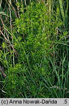 Galium rivale (przytulia lepczyca)