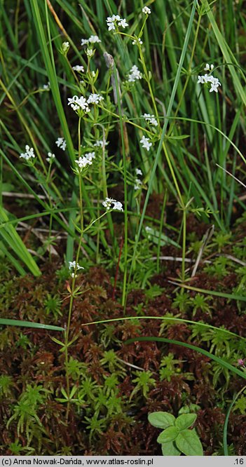 Galium uliginosum (przytulia bagienna)