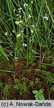 Galium uliginosum (przytulia bagienna)