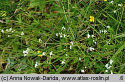 Galium uliginosum (przytulia bagienna)