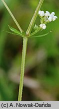 Galium uliginosum (przytulia bagienna)