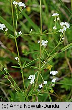 Galium uliginosum (przytulia bagienna)