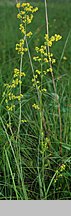 Galium wirtgenii (przytulia Wirtgena)