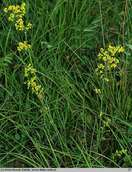 Galium wirtgenii (przytulia Wirtgena)