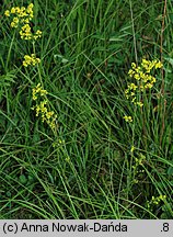 Galium wirtgenii (przytulia Wirtgena)