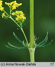 Galium wirtgenii (przytulia Wirtgena)