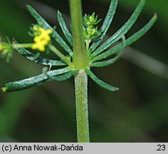 Galium wirtgenii (przytulia Wirtgena)